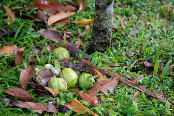 This vibrant collection showcases the rich biodiversity of tropical landscapes. Immerse yourself in the lush greenery, from towering trees and serene ponds dotted with lily pads to exotic foliage.
