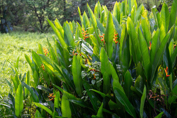 Obraz premium This vibrant collection showcases the rich biodiversity of tropical landscapes. Immerse yourself in the lush greenery, from towering trees and serene ponds dotted with lily pads to exotic foliage.