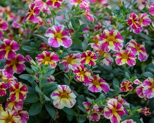 Fototapeta premium closer view of yellow and pink Million Bells blossoms in a planter