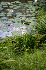 This vibrant collection showcases the rich biodiversity of tropical landscapes. Immerse yourself in the lush greenery, from towering trees and serene ponds dotted with lily pads to exotic foliage.