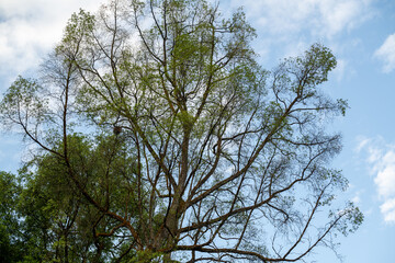 Obraz premium This vibrant collection showcases the rich biodiversity of tropical landscapes. Immerse yourself in the lush greenery, from towering trees and serene ponds dotted with lily pads to exotic foliage.