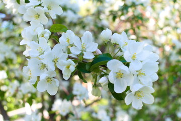 Apple tree flowers