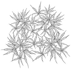 Marijuana plant line art drawing clipart. Cannabis botanical illustration packaging design Hemp leaves sketch. Medical drug outline minimalist Engraving style object isolated on white background.