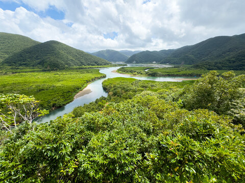 mangrove forest and mountains in sunshine