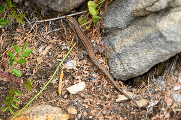 Ägäische Mauereidechse // Erhard’s Wall Lizard (Podarcis erhardii naxensis) - Kykladen-Insel Ios, Griechenland