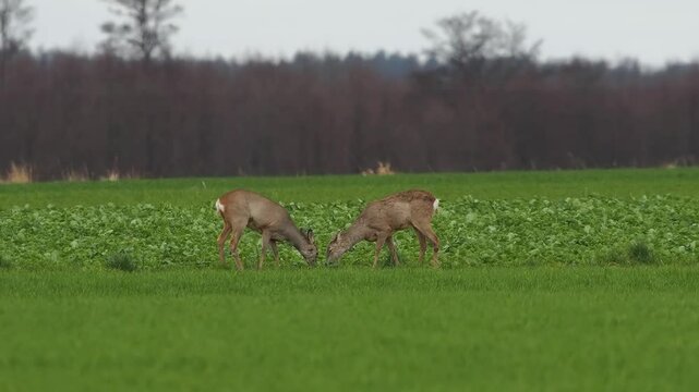 European sarna looking for food in the field  slow motion Poland