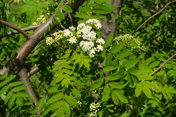 Closed buds and white flowers of Sorbus aucuparia in mid May