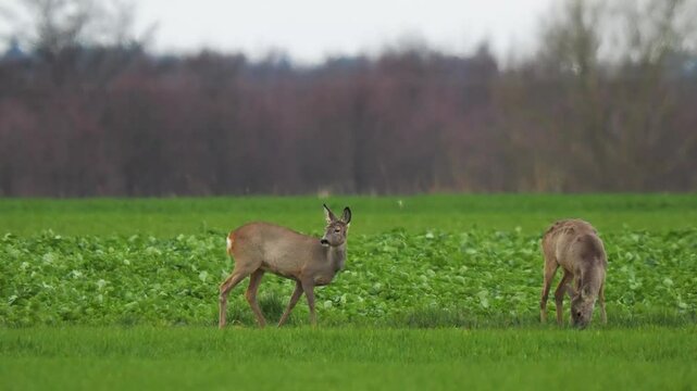 European sarna looking for food in the field  Poland