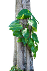 trees with creeping leaves isolated