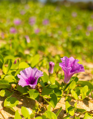 Obraz premium Ipomoea piscaena, morning glory, wild climbing plant. Ipomoea biloba flower on a sandy beach. Contains substances with antihistamine action, suppresses jellyfish poison and insect bites.
