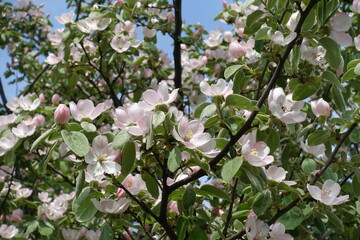 Blooming branches of quince tree in mid May