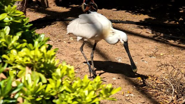 Agitated Eurasian spoonbill, bird in captivity at Attica Zoo Park, sunny day in Greece
