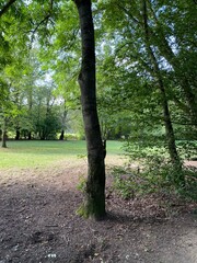 A squirrel climbs up a tree in the forest