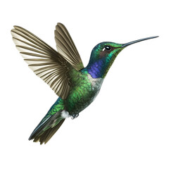 Fototapeta premium A stunning and vibrant illustration of a hummingbird in flight, showcasing its brilliant green and blue feathers against a stark black background, ,isolated on transparent background, cut out, png