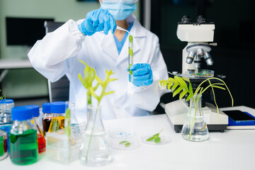 Fototapeta premium Food science as lab scientists test and analyze vegetables for safety and quality using advanced technology