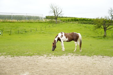 Beautiful brown and white spotted horse horses on a green grass field