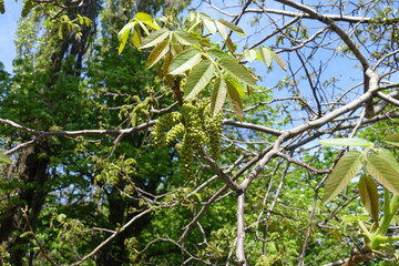 Branches of Juglans regia with catkins against blue sky in May