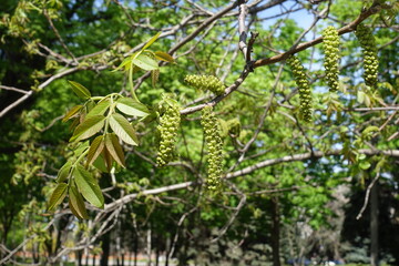 Catkins on branches of Juglans regia in May