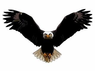 Portrait sketch of a flying eagle on a white background.  The theme artwork is wild animals.