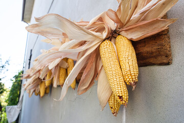 Pannocchie di Mais Essiccate