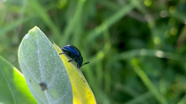 bug on a leaf,Chrysochus chinensis Baly on plant,Colorful Dogbane Leaf Beetle Chrysochus auratus on big green leaf