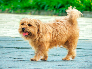 a close-up shot of a small, fluffy brown dog walking on a stone path. The overall tone of the image is happy and playful, capturing the dog's carefree spirit.