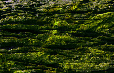 a natural rock of shale ore in cracks.