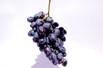 Grapes on a white background. Branch with grape berries isolated on white background. Black grapes, background, texture, place for text