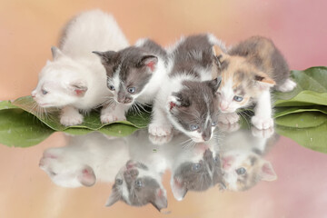 The cute and adorable appearance of a number of baby cats. This mammal, which is often used as a pet, has the scientific name Felis catus.