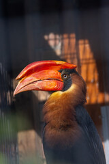 Rufous Hornbill (Buceros hydrocorax), common in lowland forests of the Philippines
