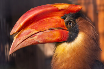Rufous Hornbill (Buceros hydrocorax), common in lowland forests of the Philippines