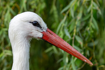 White Stork (Ciconia ciconia), common in wetlands, grasslands, and farmlands of Europe, Africa, and Asia