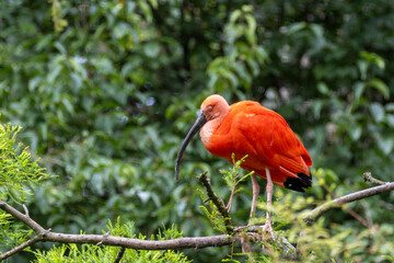 Scarlet Ibis (Eudocimus ruber), common in wetlands, mangroves, and mudflats of South America and the Caribbean