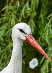 White Stork (Ciconia ciconia), common in wetlands, grasslands, and farmlands of Europe, Africa, and Asia