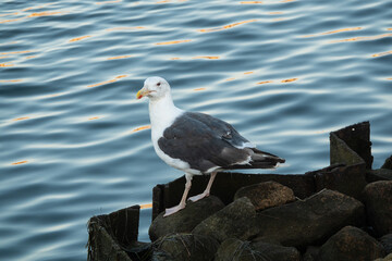 Ertappt! Möwe an einer Hafenanlage an der Nordsee schaut neugierig in die Kamera