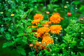 Chrysanthemums blooming with orange flowers in the garden. Selective focus. Shallow depth of field.
