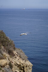 Beautiful seagull bird flying on a seaside rock cliff over the Mediterranean sea in south Spain 