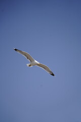 Beautiful seagull bird flying on a seaside rock cliff over the Mediterranean sea in south Spain 