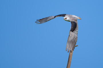 Black shoulder kite
