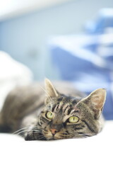 Beautiful european cat laying and sleeping in the bed in the sunny weather grey cat with stripes and beautiful eyes