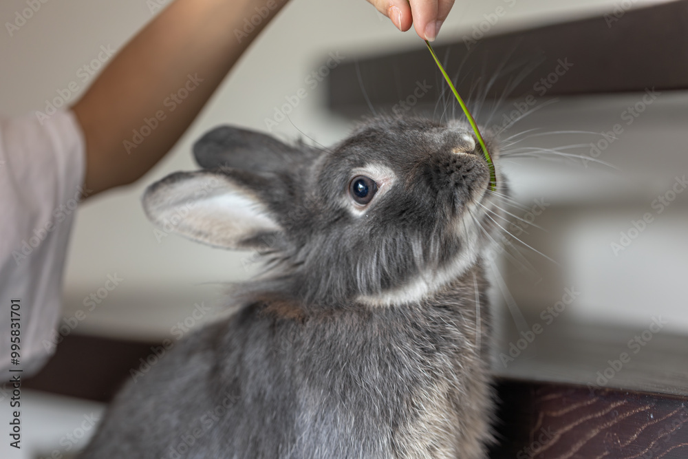 Wall mural rabbit eats from hands. rabbit close-up.