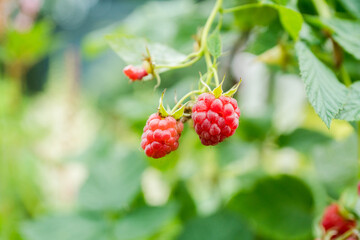 Branch with ripe raspberry in the garden. Selective focus. Shallow depth of field.