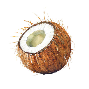 recommend clip art: coconut isolated on white