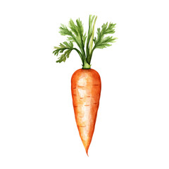 carrot isolated on white