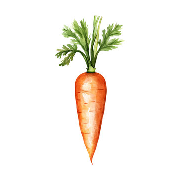 recommend clip art: carrot isolated on white