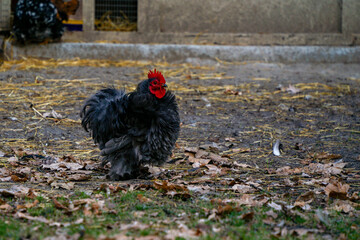 Decorative colorful cock on the poultry yard