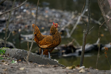 Decorative colorful cock on the poultry yard