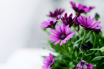 Obraz premium Beautiful closeup of blooming purple African daisy flower bouquet in the garden in soft focus Background