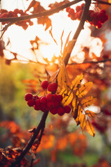 Bunch of red ripe rowanberry in golden lights of sunset. Selective focus. Shallow depth of field.
