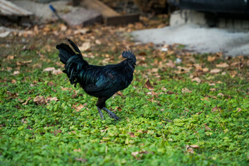 Decorative colorful cock on the poultry yard